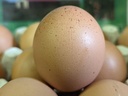 Oeufs AB par 6 - Les Oeufs d'Antan